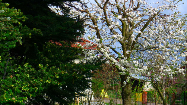 Jak panna młoda w bieli. Wkrótce zaciąży owocami