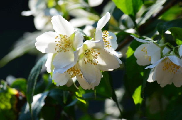 Jaśminowiec który nie dość że obficie kwitnie to pięknie pachnie 