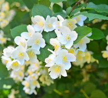 Jaśminowiec wonny Philadelphus coronarius (zdj.: Fotolia.com)