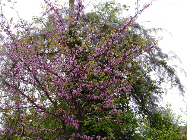 Judaszowiec na tle Glicynii na drzewie 