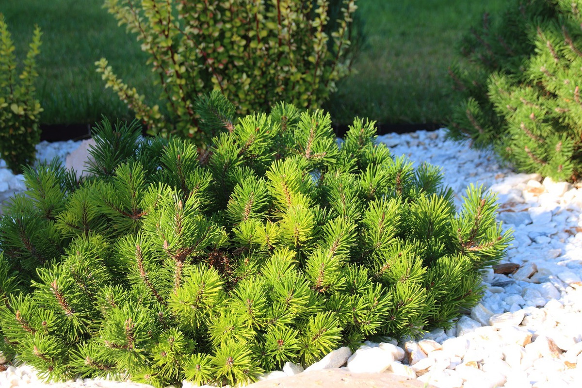Karłowata odmiana - sosna górska "Ophir" (zdj.: Shutterstock)