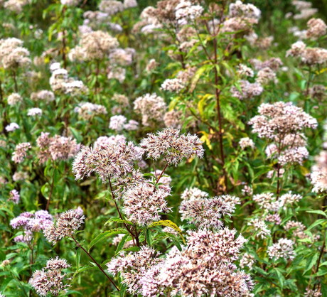Kozłek lekarski Valeriana officinalis (zdj.: Fotolia.com)
