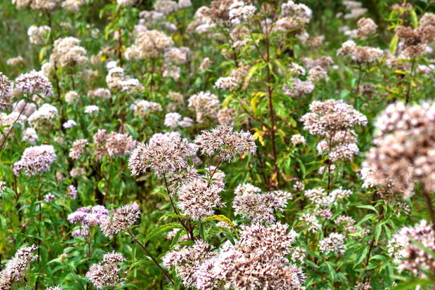 Kozłek lekarski Valeriana officinalis (zdj.: Fotolia.com)