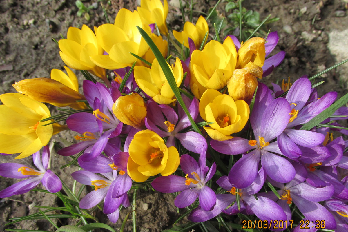 Krokusy