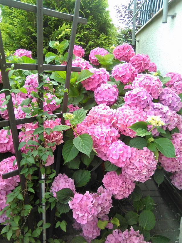 królowa lata - hortensja ogrodowa