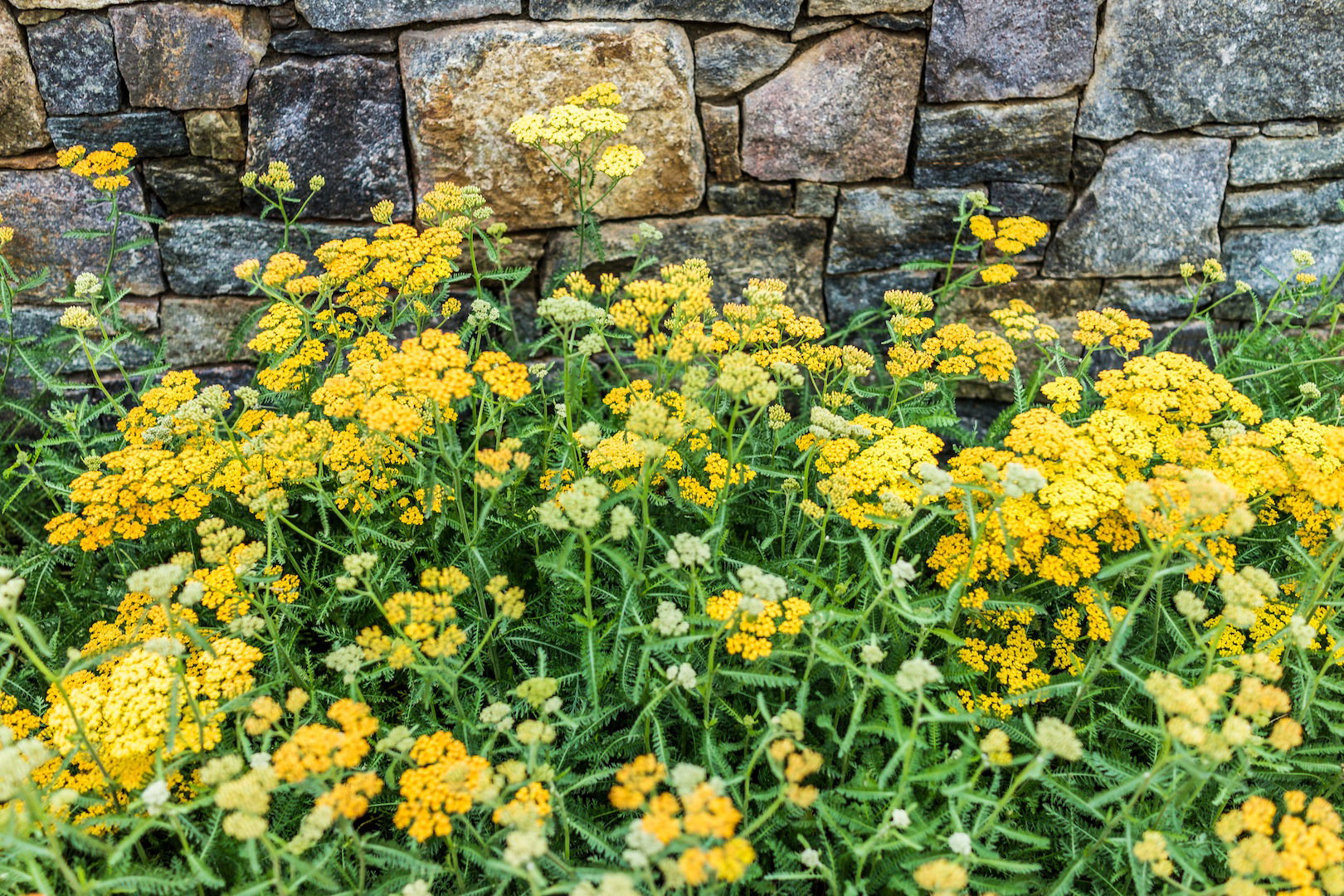 Krwawniki wiązówkowaty Achillea filipendulina (zdj.: Fotolia.com)