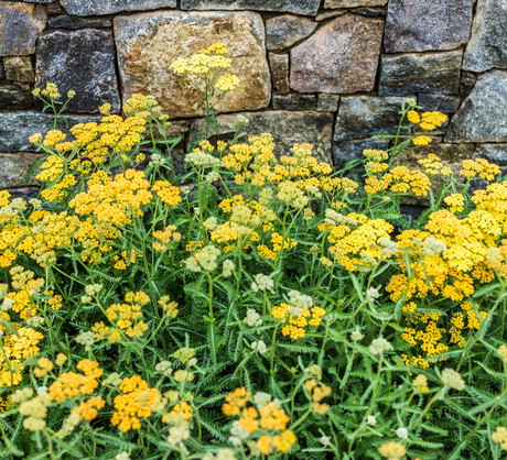 Krwawniki wiązówkowaty Achillea filipendulina (zdj.: Fotolia.com)