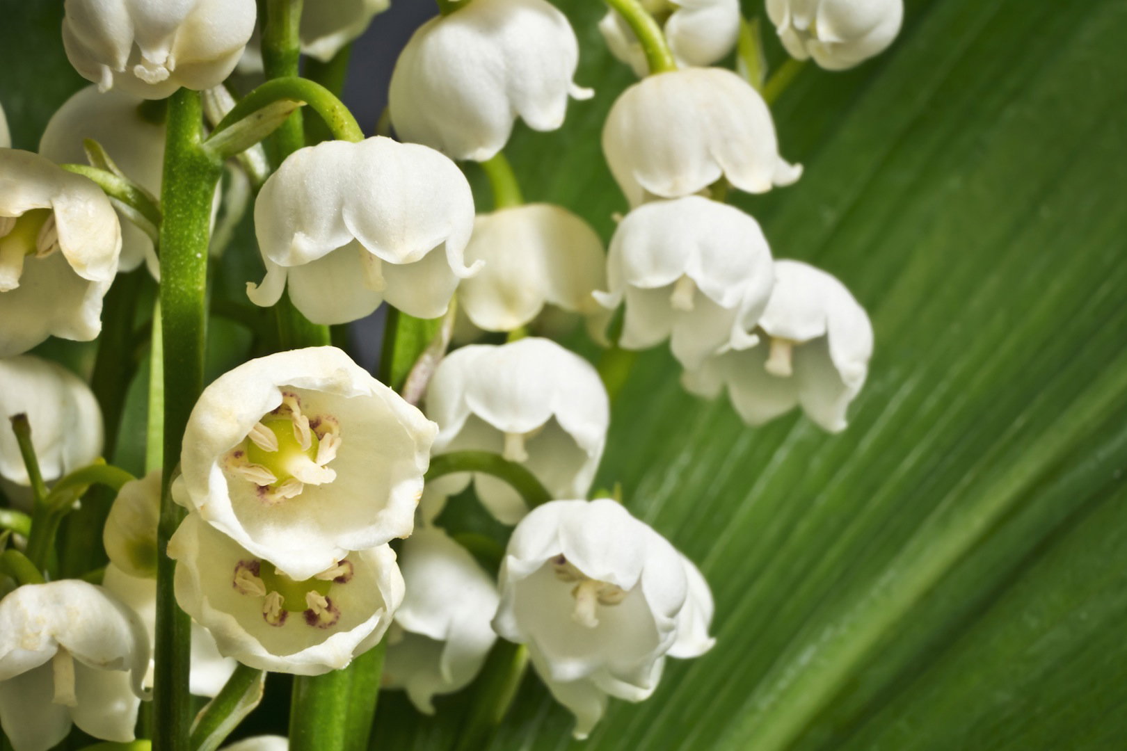 Kwiaty konwalii majowej Convallaria majalis (zdj.: Fotolia.com)