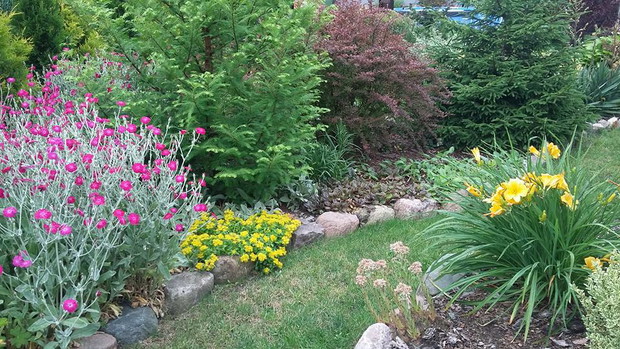 Kwitną firletki, rozchodnik kamczacki, obok 3 sezon zaczęła metasekwoja, berberys, liliowce po prawej stronie ścieżki również zachwycają kwiatami,