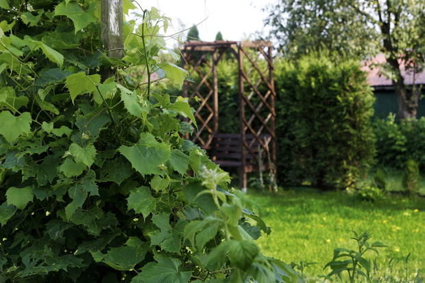 ławeczka z pergolą w cieniu żywotników, na pierwszym planie winorośle
