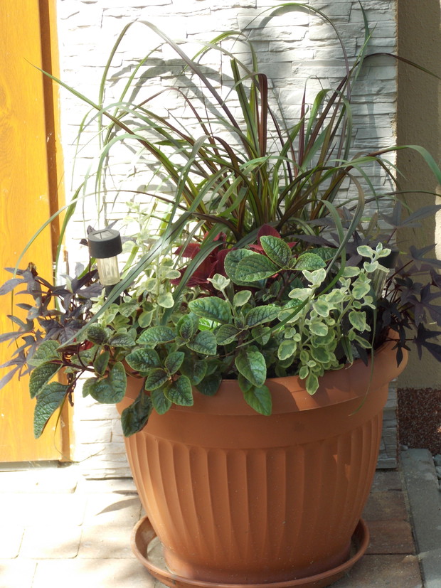 Letnia kompozycja :)