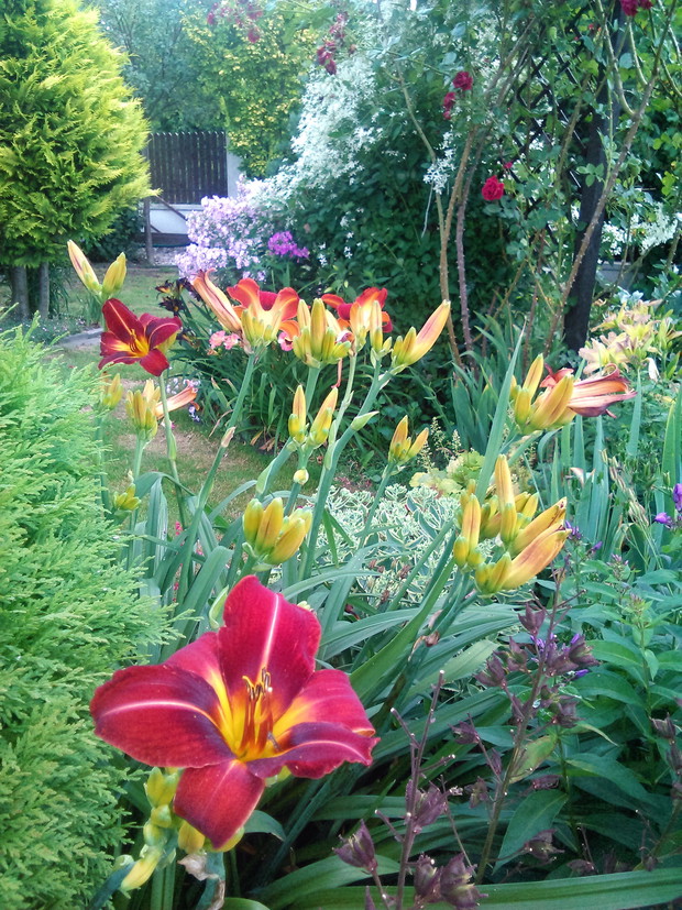 liliowce - zawsze piękne 