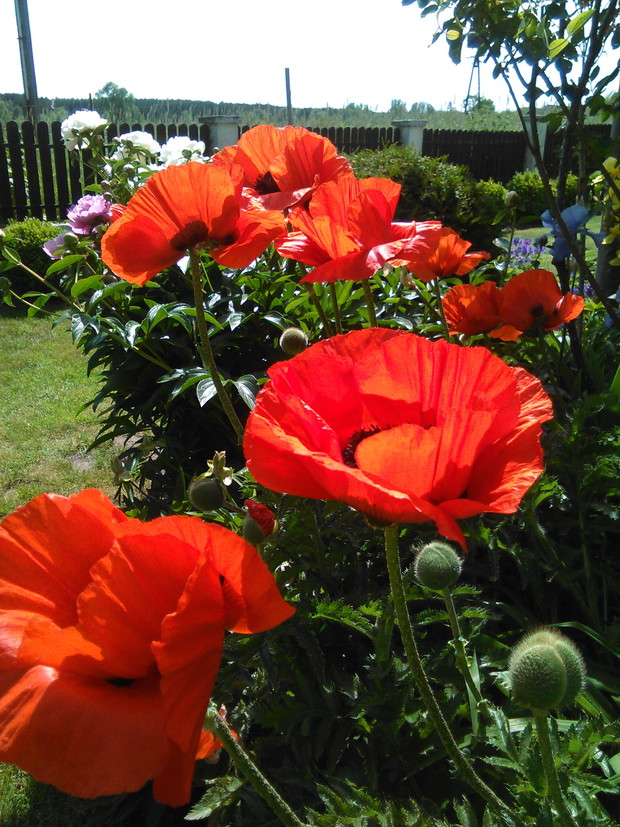 maki - zwiewne baletnice