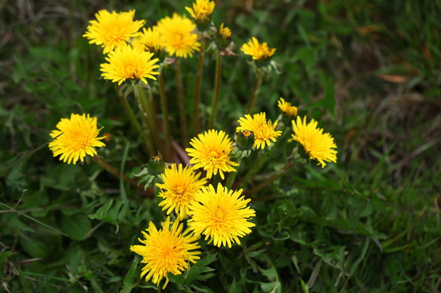 Mlecz Sonchus (zdj.: Fotolia.com)