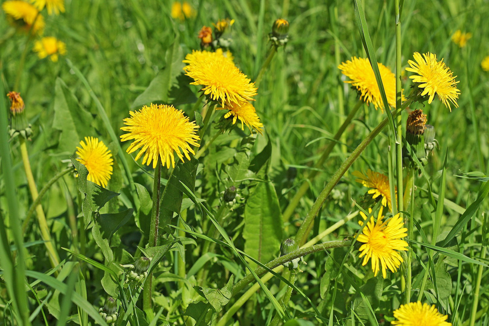 Mniszek lekarski Taraxacum officinale (zdj.: Fotolia.com)
