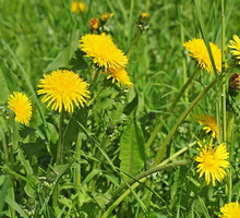 Mniszek lekarski Taraxacum officinale (zdj.: Fotolia.com)