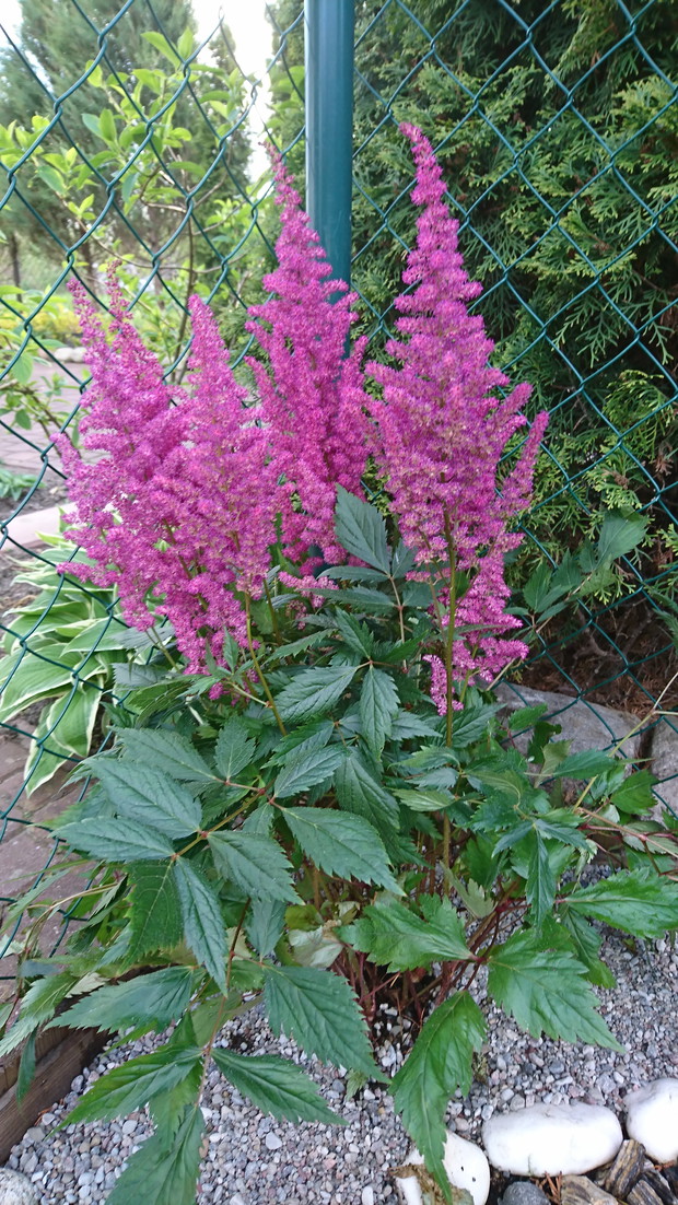 mój nowy nabytek tawułka