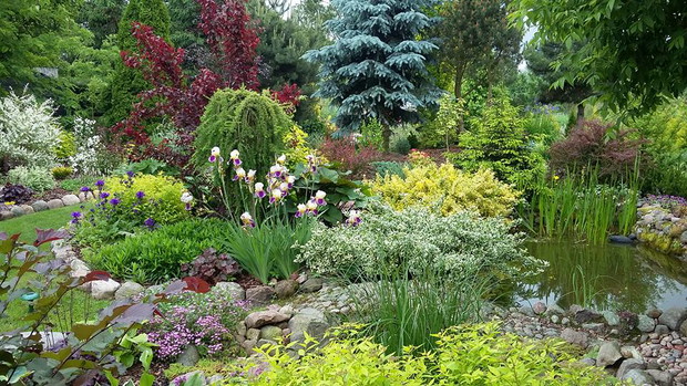 Najstarsza część ogrodu. W stawku mieszkają żaby i ryby. Często odwiedzają nas też ważki.