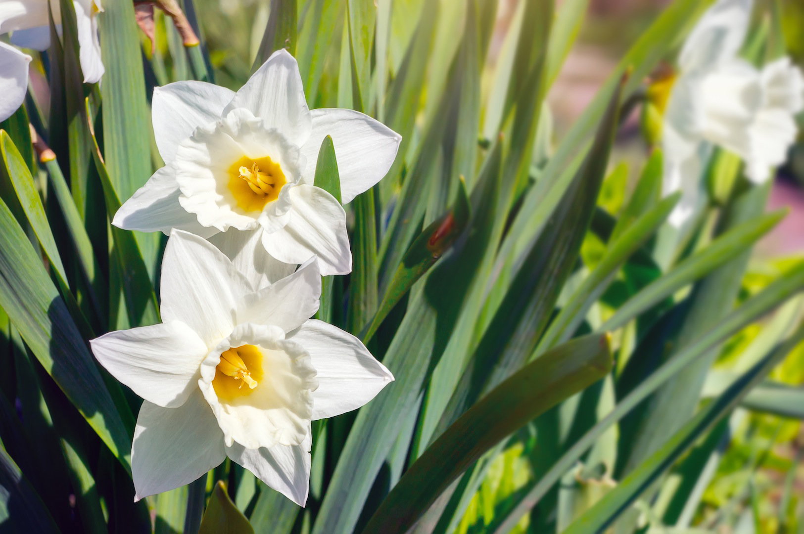 Narcyzy Narcissus (zdj.: Fotolia.com)