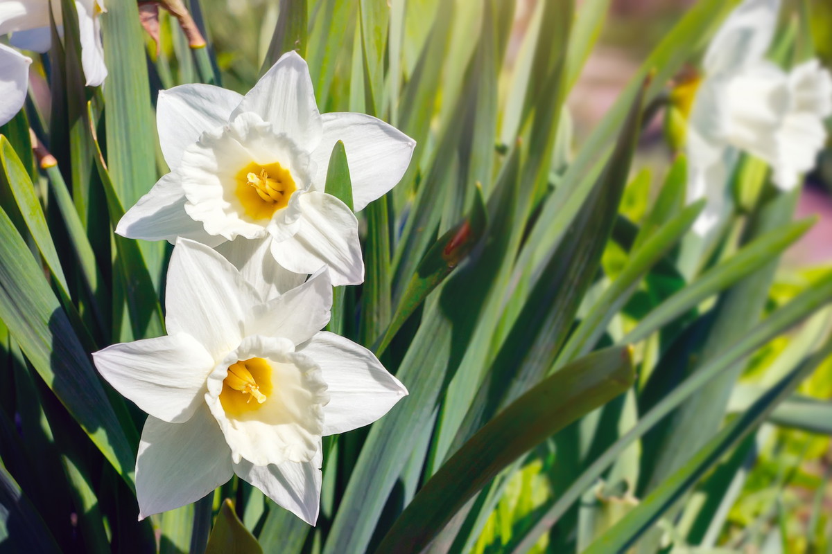 Narcyzy Narcissus (zdj.: Fotolia.com)