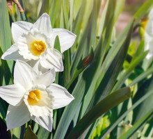 Narcyzy Narcissus (zdj.: Fotolia.com)