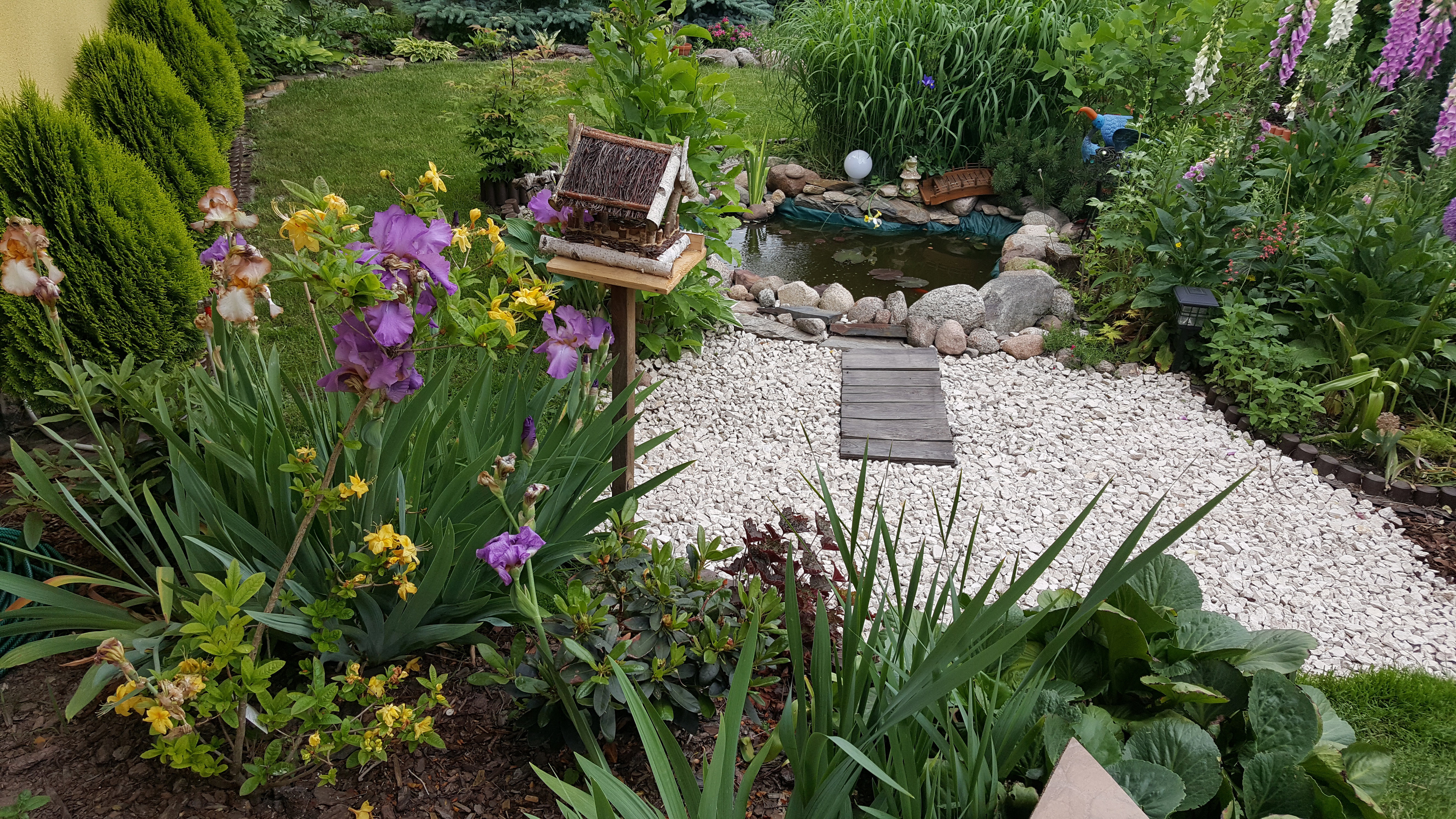 Oczko wodne w ogrodzie. 