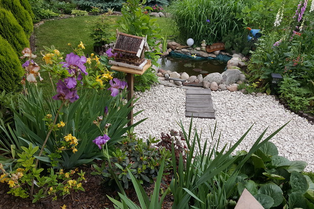 Oczko wodne w ogrodzie.