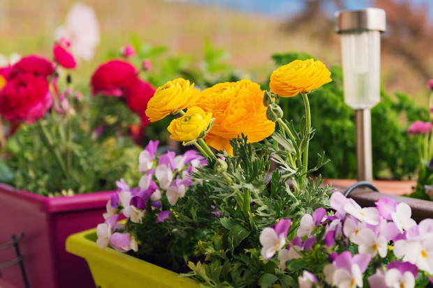 Odpowiednio zestawione wiosenne rośliny wnoszą do wystroju balkonu niepowtarzalny klimat (zdj.: Fotolia.com)
