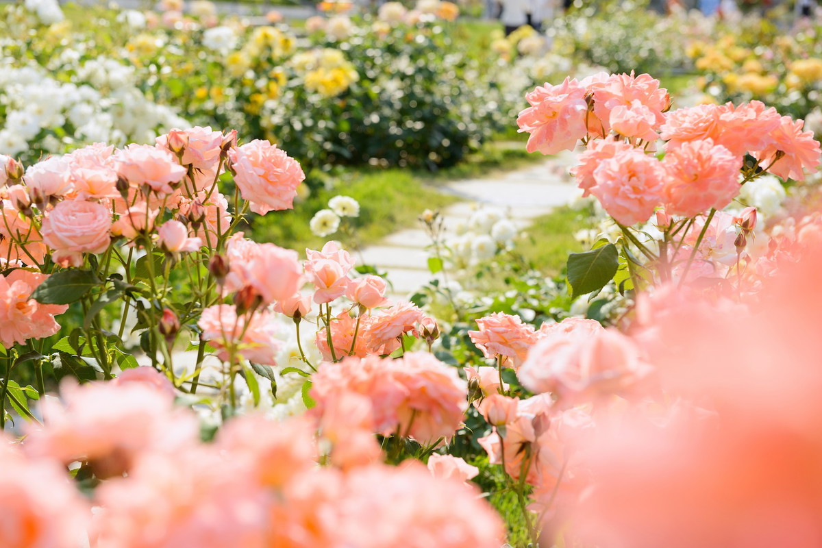 Ogród różany (zdj.: Fotolia.com)