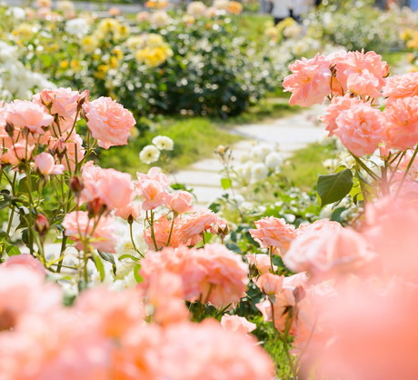 Ogród różany (zdj.: Fotolia.com)