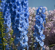 Ostróżki tworzą okazałe kwiatostany zebrane w grona (zdj.: Fotolia.com).
