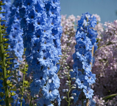 Ostróżki tworzą okazałe kwiatostany zebrane w grona (zdj.: Fotolia.com).
