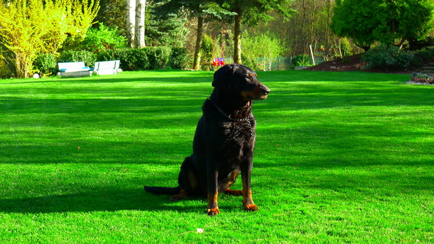 Pan Ogrodu. Pies, który urodził się pod znakiem Lwa