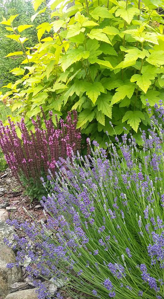 Pęcherznica, szałwia i lawenda.