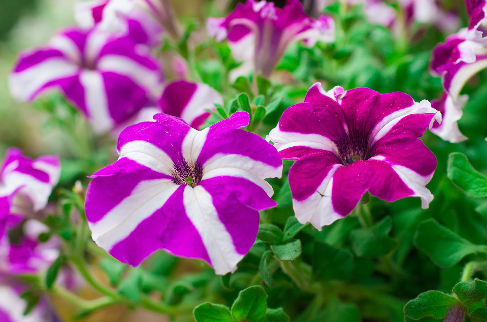Petunia ogrodowa Petunia atkinsiana (zdj.: Fotolia.com)