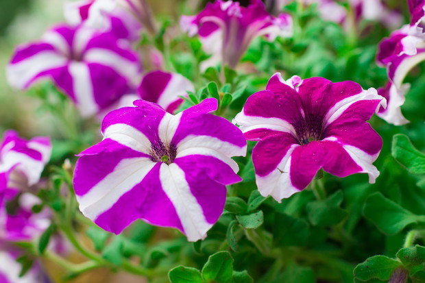 Petunia ogrodowa Petunia atkinsiana (zdj.: Fotolia.com)