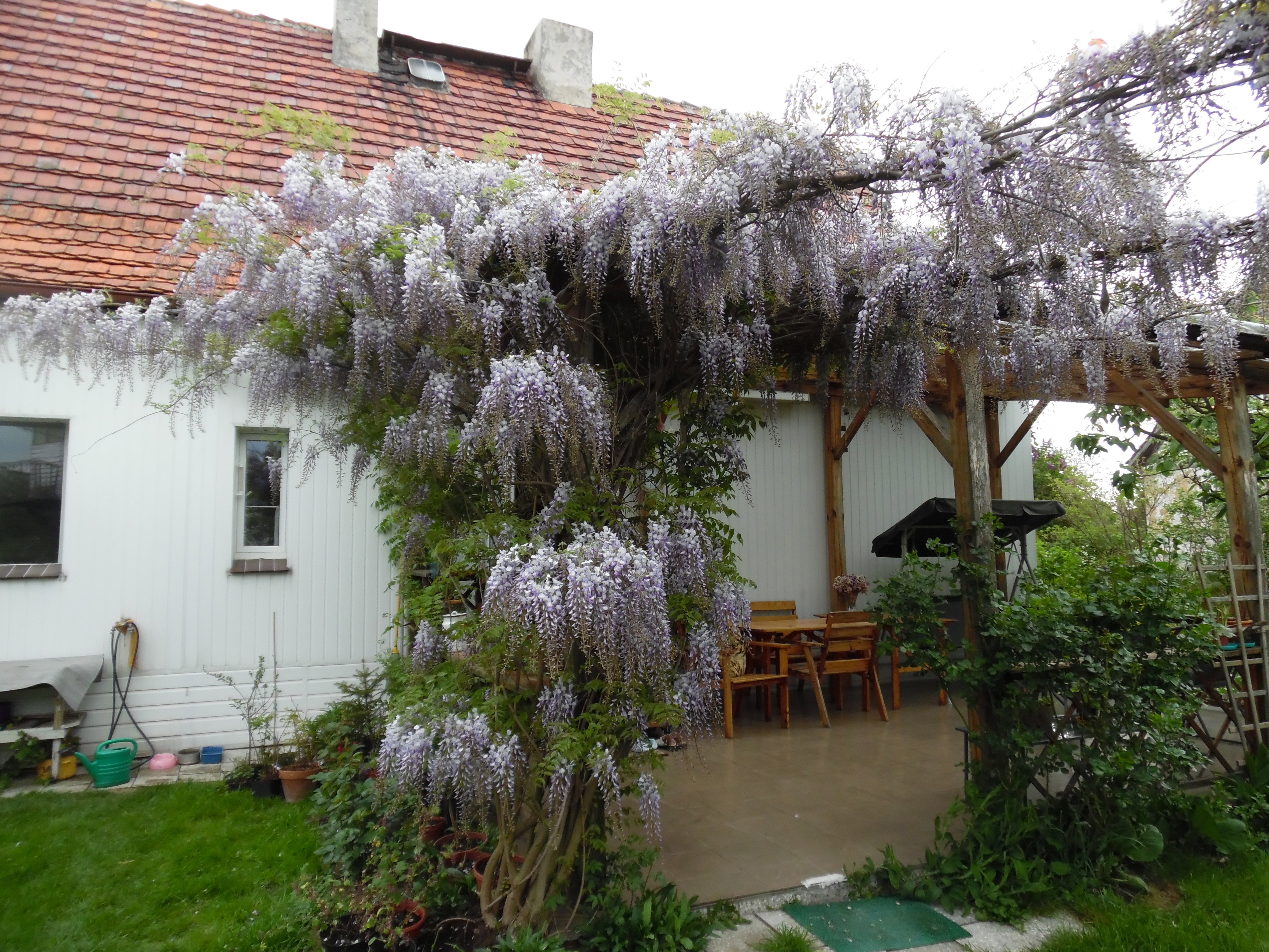  Piękna Glicynia na moim tarasie 