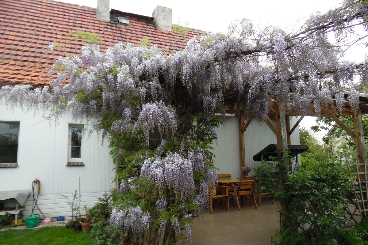 Piękna Glicynia na moim tarasie
