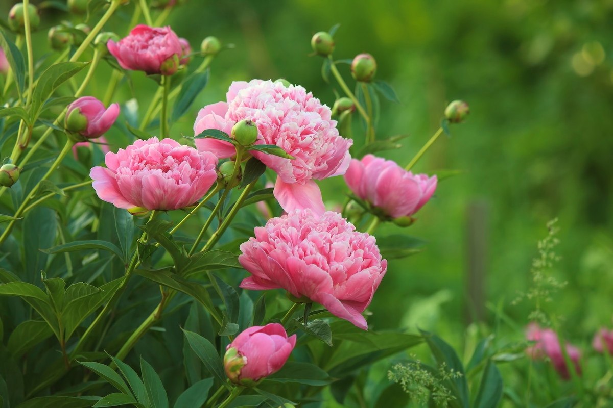 Piwonia lekarska Paeonia officinalis (zdj.: Fotolia.com)