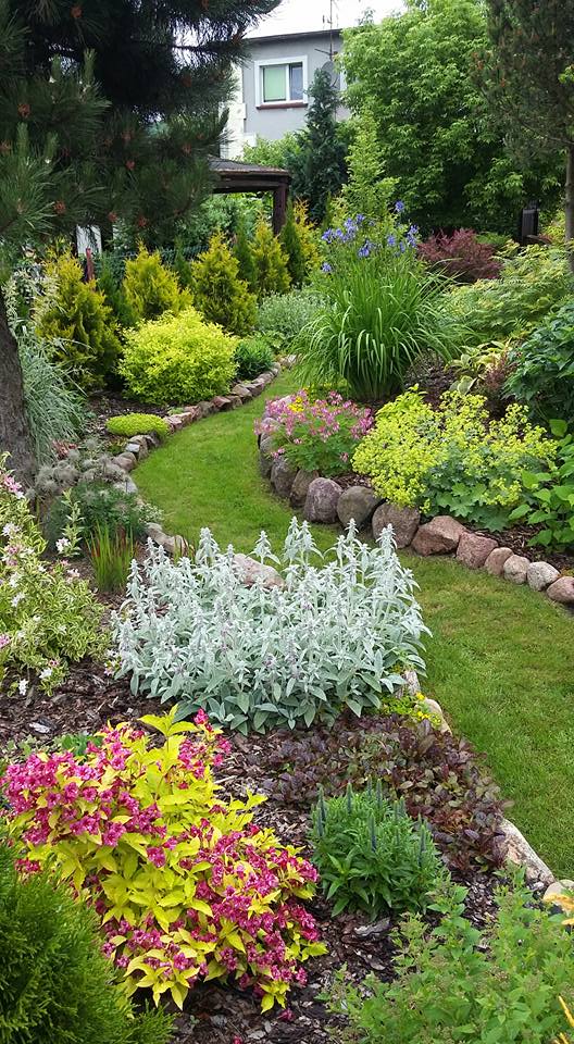 Po prawej stronie, rośliny rosną na podwyższeniu, dzięki temu rabata jest bardziej widoczna. Jest środkową częścią ogrodu. Rosną na jej szczycie najstarsze drzewa, Nie widoczny na tym ujęciu wiąz, świerk srebrny oraz sosna.