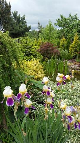 Początek czerwca tego roku i pięknie kwitnące przy stawku irysy w towarzystwie trzmielin, modrzewia:)