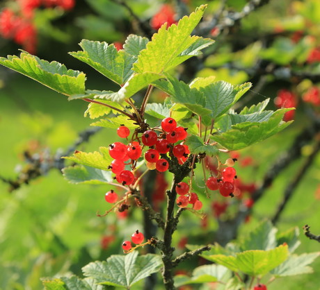 Porzeczka czerwona Ribes rubrum (zdj.: Fotolia.com)