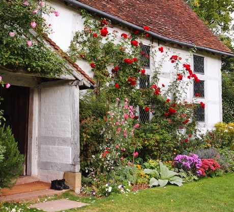 Przedogródek to wizytówka domu (zdj.: Shutterstock.com)