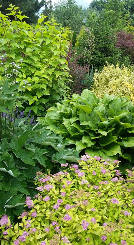 Przy stawku, gąszcz i przenikające się kolory roślinek. Tawuła, zawilec japoński, funkia, pęcherznica, przebija czerwień berberysa, za nim juka, trzmielina... Uwielbiam ten widok :)