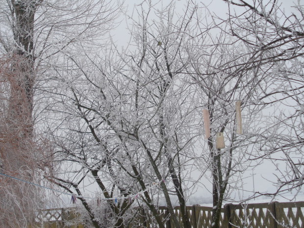 Ptaki uwielbiają słoninkę. 