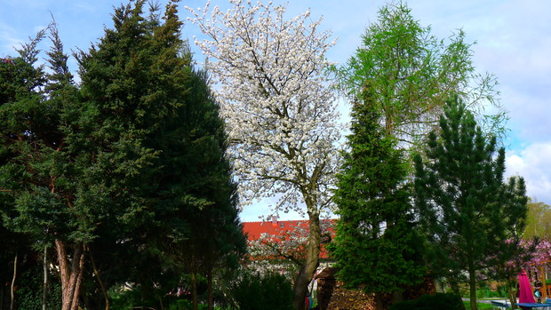 Ptasia czereśnia - zalotnie wygląda spomiędzy iglaków