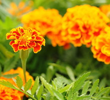 Reagowanie na pojawiające się symptomy chorób czy ataków szkodników to podstawa, bez której może nie udać się wyhodować zdrowych i pięknych kwiatów. Tutaj aksamitka wzniesiona (tagetes erecta) (zdj.: Fotolia.com)