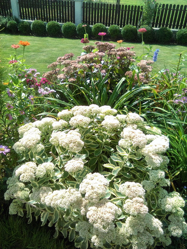 rozchodniki rozweselają jesienią i zimą