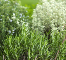 Rozmaryn z powodzeniem wykorzystuje się jako przyprawę do mięs (zdj.: Fotolia.com)