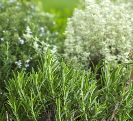 Rozmaryn z powodzeniem wykorzystuje się jako przyprawę do mięs (zdj.: Fotolia.com)